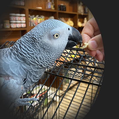 bird being fed by owner