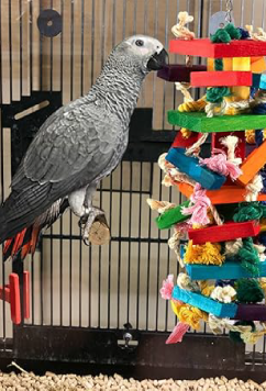 Bird Toys and Perches